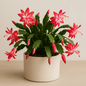 DesertScapeSucculent House Plant 4 Inch Assorted Holiday Cactus