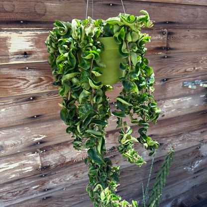 DesertScapeSucculent House Plant Hoya carnosa 'Compacta' 'Hindu Rope'