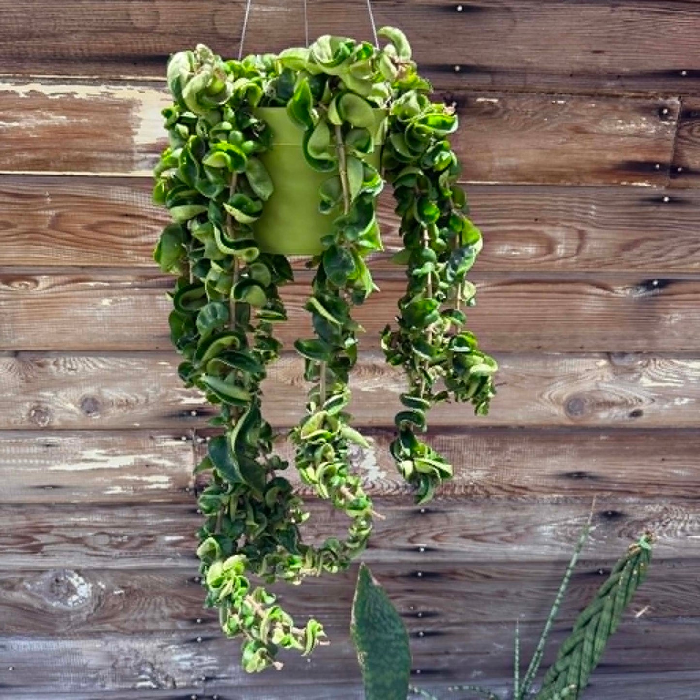 DesertScapeSucculent House Plant 6 Inch Extra Long Hoya carnosa 'Compacta' 'Hindu Rope'