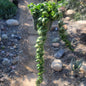 DesertScapeSucculent House Plant 6" Long Hanging Assorted Hoya carnosa 'Compacta' 'Hindu Rope'