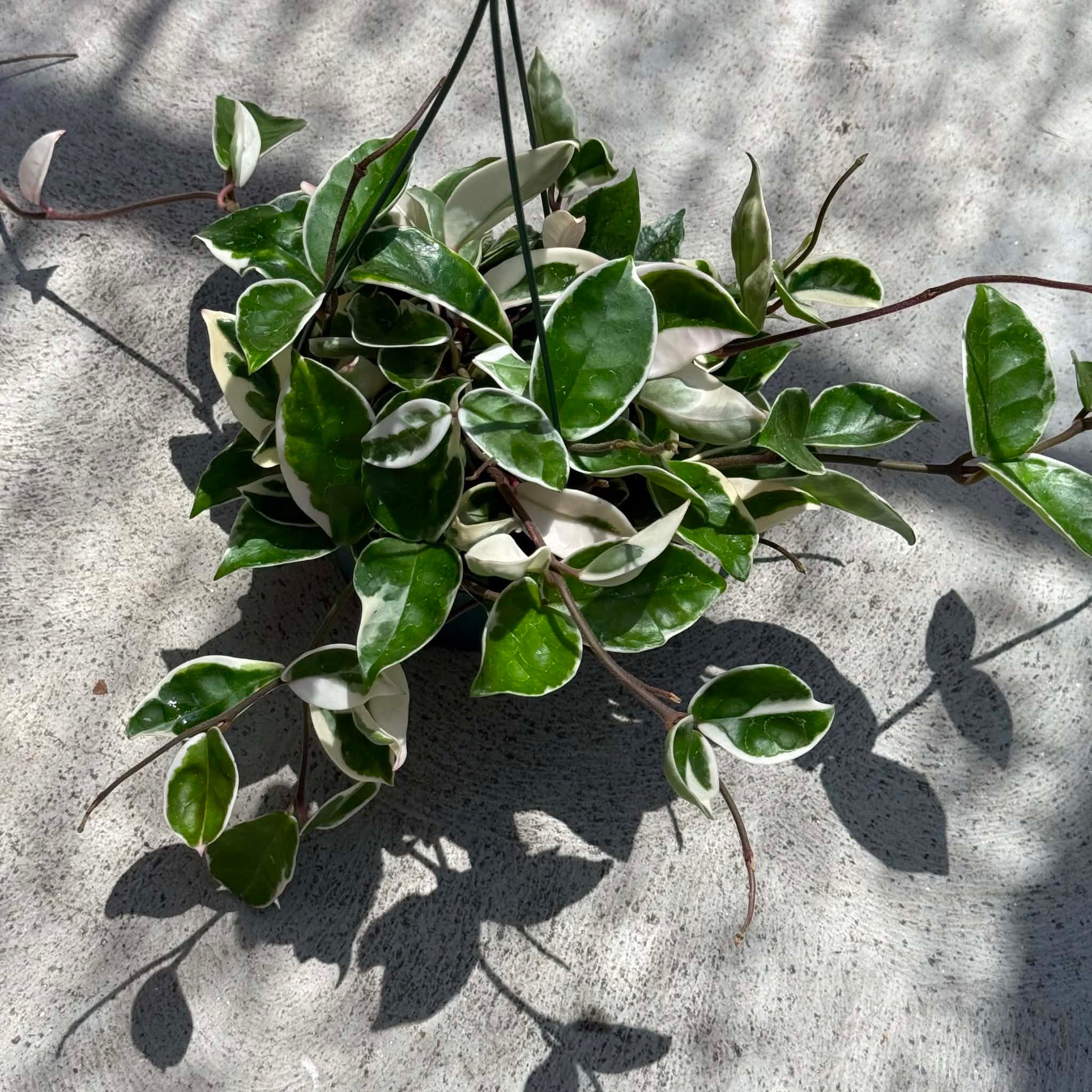 DesertScapeSucculent House Plant 6 Inch Hoya carnosa 'Variegated Krimson Queen'