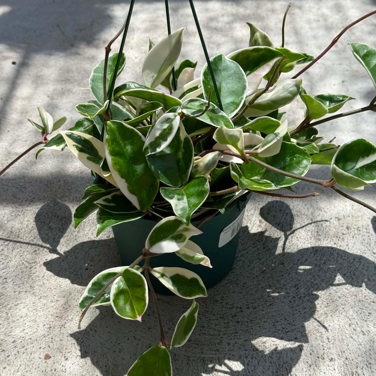 DesertScapeSucculent House Plant 6 Inch Hoya carnosa 'Variegated Krimson Queen'