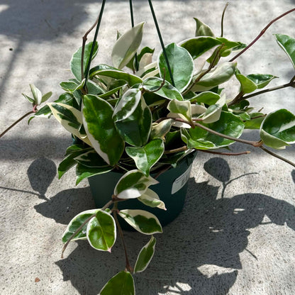 DesertScapeSucculent House Plant 6 Inch Hoya carnosa 'Variegated Krimson Queen'