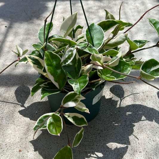 DesertScapeSucculent House Plant 6 Inch Hoya carnosa 'Variegated Krimson Queen'