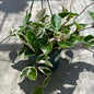 DesertScapeSucculent House Plant 6 Inch Hoya carnosa 'Variegated Krimson Queen'