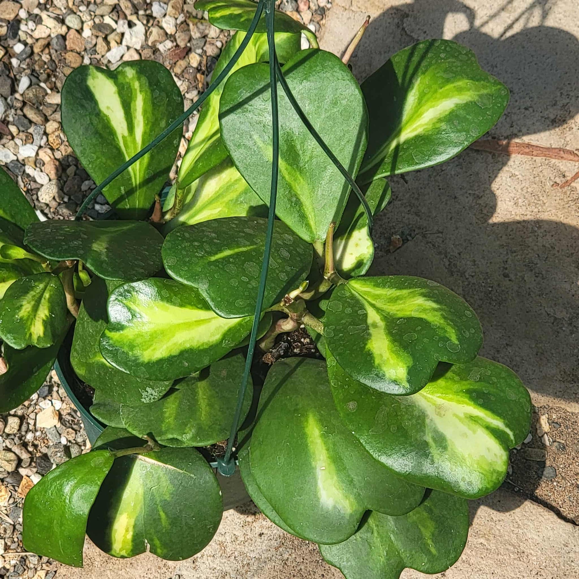 Hoya Kerrii Vine Variegated - 4 Inch - House Plant - DesertScapeSucculent