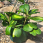Hoya Kerrii Vine Variegated - 6 Inch - House Plant - DesertScapeSucculent