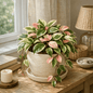 DesertScapeSucculent House Plant 6 Inch Hoya 'Krimson Princess'