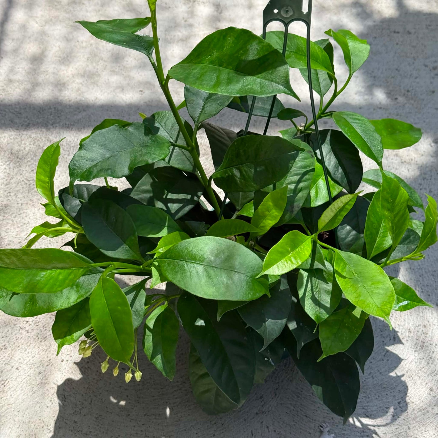 DesertScapeSucculent House Plant 6 Inch Hoya multiflora 'Shooting Star'