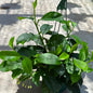 DesertScapeSucculent House Plant 6 Inch Hoya multiflora 'Shooting Star'