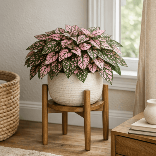 DesertScapeSucculent House Plant 4 Inch Hypoestes 'Pink Splash'