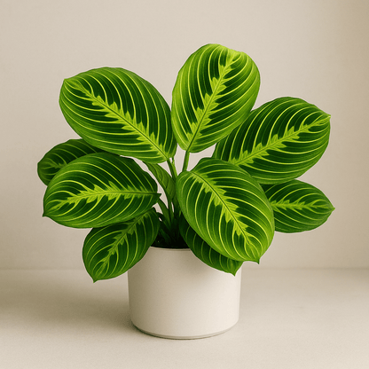 DesertScapeSucculent House Plant 4 Inch Assorted Maranta ‘Lemon Lime’