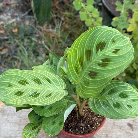 DesertScapeSucculent House Plant 4 Inch Maranta 'Light Veins'