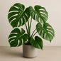 Monstera Deliciosa ‘Split Leaf’ - 6 Inch Assorted - House Plant - DesertScapeSucculent