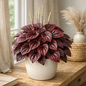 DesertScapeSucculent House Plant 4 Inch Peperomia 'Luna Red'