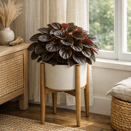 DesertScapeSucculent House Plant 6 Inch Peperomia 'Red Luna'