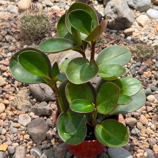 DesertScapeSucculent House Plant 4 Inch Peperomia 'Red Margin'