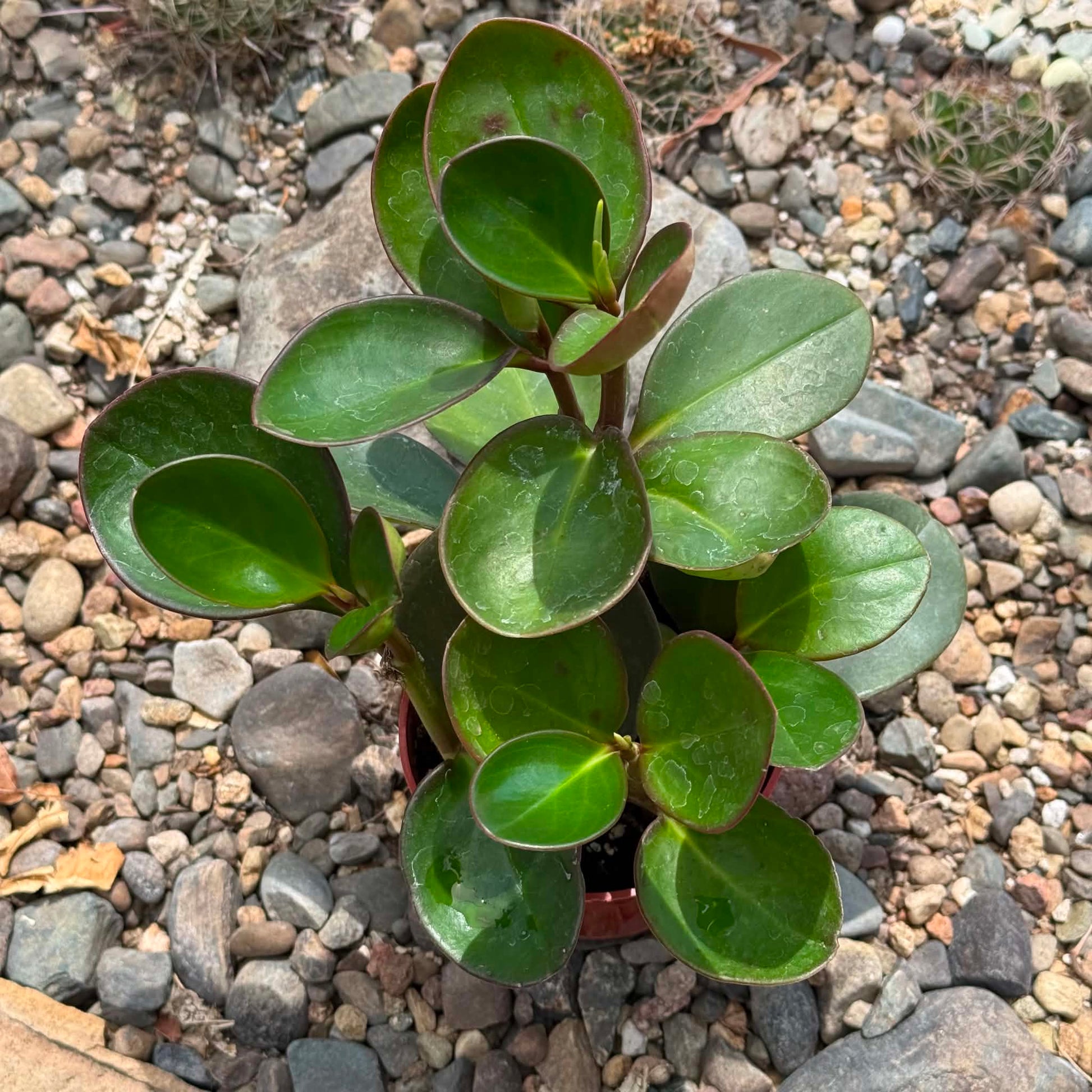 DesertScapeSucculent House Plant 6 Inch Peperomia 'Red Margin'