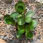 DesertScapeSucculent House Plant 6 Inch Peperomia 'Red Margin'