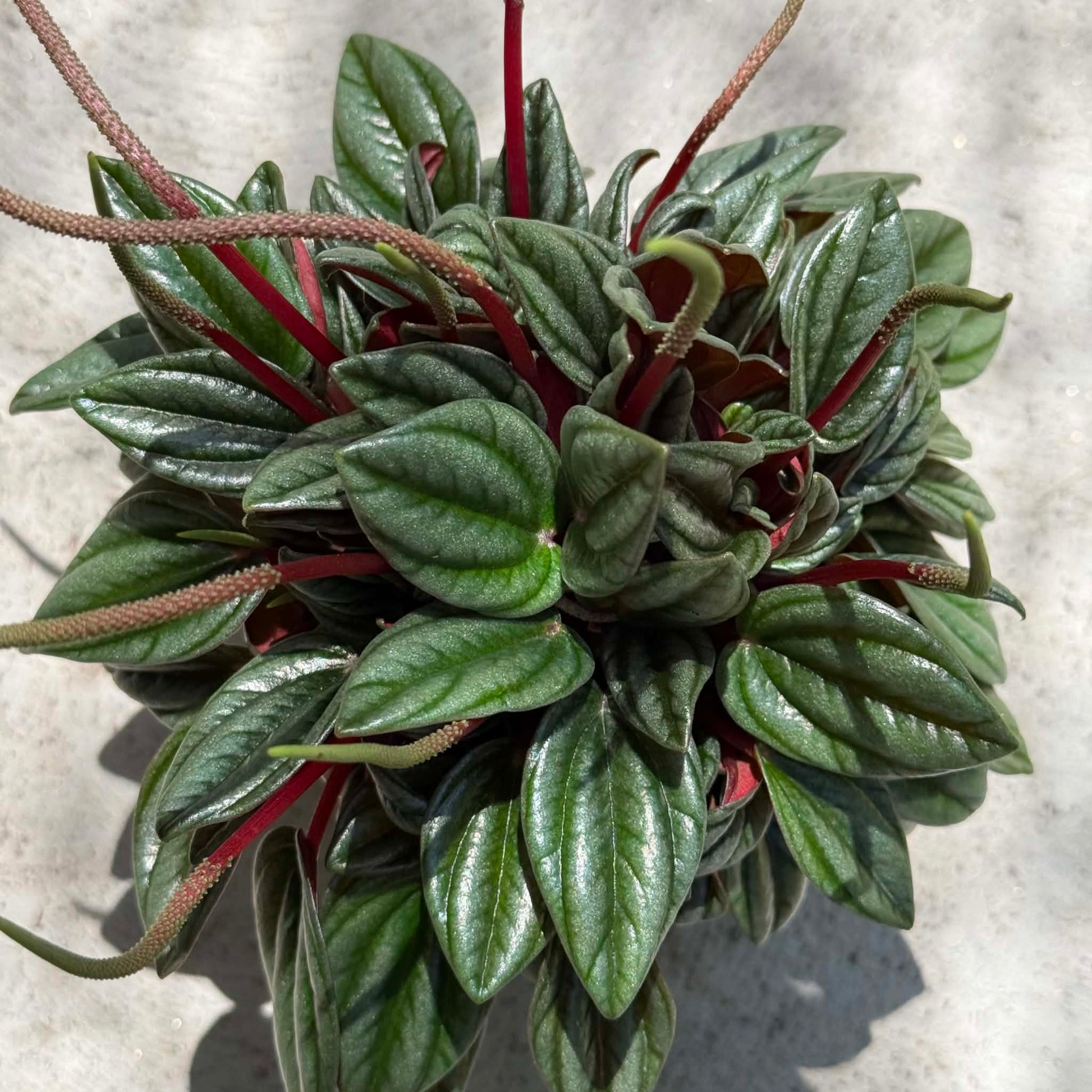 DesertScapeSucculent House Plant 4 Inch Peperomia 'San Marino'