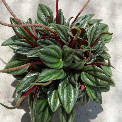 DesertScapeSucculent House Plant 4 Inch Peperomia 'San Marino'