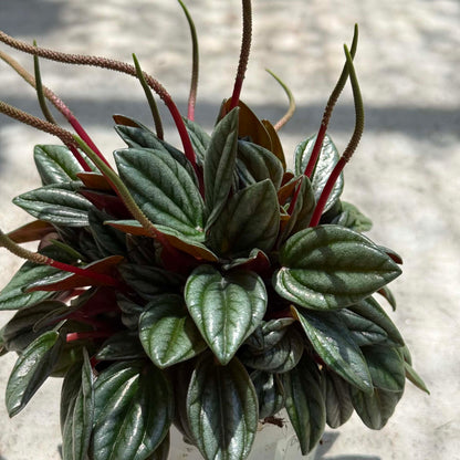 DesertScapeSucculent House Plant 4 Inch Peperomia 'San Marino'