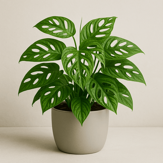 DesertScapeSucculent House Plant 4 Inch Assorted Philodendron Adansonii ‘Swiss Cheese’