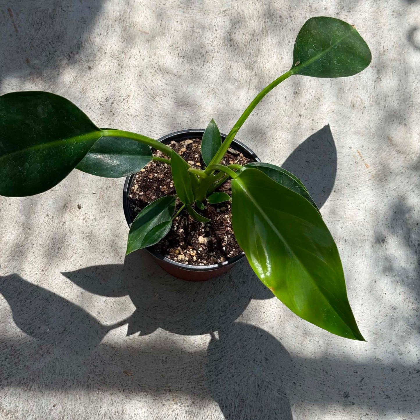 DesertScapeSucculent House Plant 6 Inch Philodendron 'Congo Green'