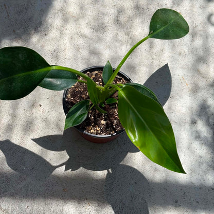 DesertScapeSucculent House Plant 6 Inch Philodendron 'Congo Green'