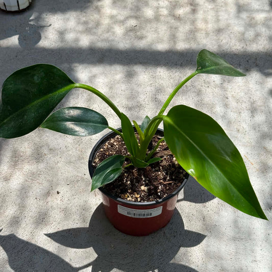 DesertScapeSucculent House Plant 6 Inch Philodendron 'Congo Green'