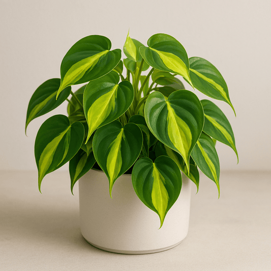 DesertScapeSucculent House Plant 4 Inch Assorted Philodendron Cordatum ‘Brasil’