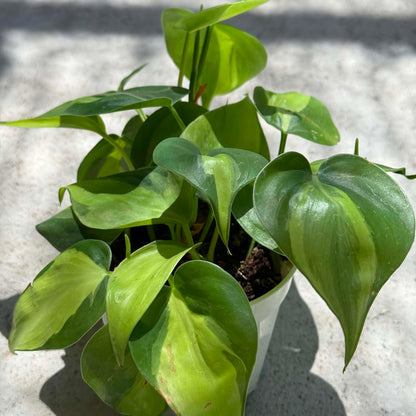 DesertScapeSucculent House Plant 4 Inch Assorted Philodendron Cordatum ‘Brasil’