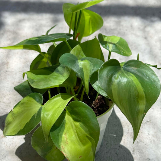 DesertScapeSucculent House Plant 4 Inch Assorted Philodendron Cordatum ‘Brasil’