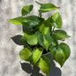DesertScapeSucculent House Plant 6 Inch Assorted Philodendron Cordatum ‘Brasil’