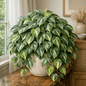 DesertScapeSucculent House Plant 6 Inch Philodendron cordatum 'Silver Stripe'