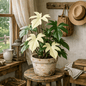 DesertScapeSucculent House Plant 4 Inch Philodendron 'Florida Ghost'