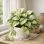 DesertScapeSucculent House Plant 6 Inch Pothos 'Ricotta'