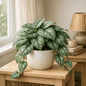 DesertScapeSucculent House Plant 4 Inch Pothos 'Silver Splash'