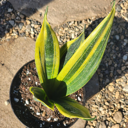 DesertScapeSucculent House Plant Sansevieria 'Flame' Snake Plant