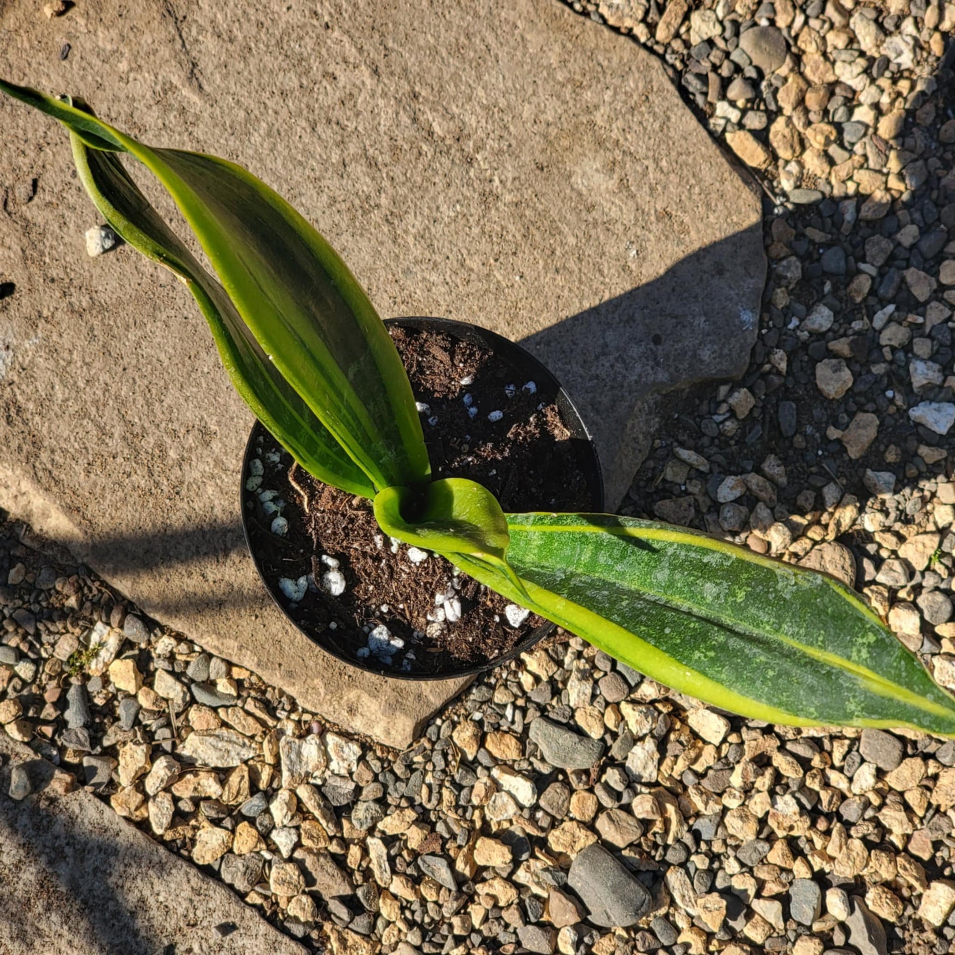 DesertScapeSucculent House Plant Sansevieria 'Flame' Snake Plant