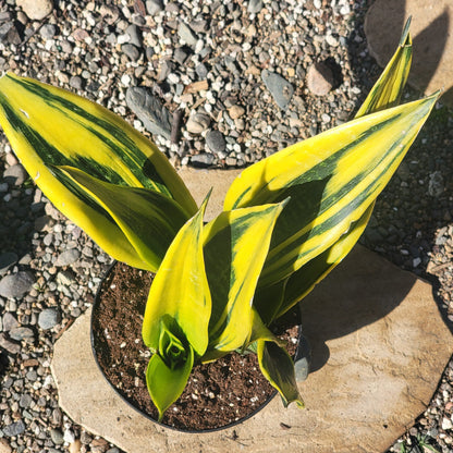 DesertScapeSucculent House Plant Sansevieria 'Flame' Snake Plant