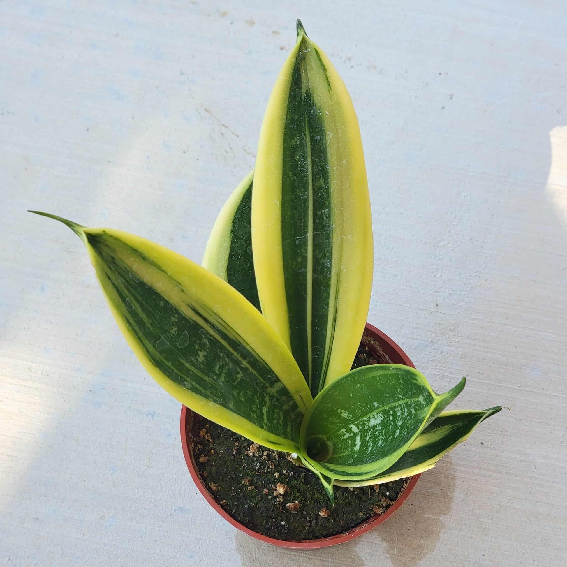 flame snake plant Sansevieria 'Flame' Snake Plant – DesertScapeSucculent