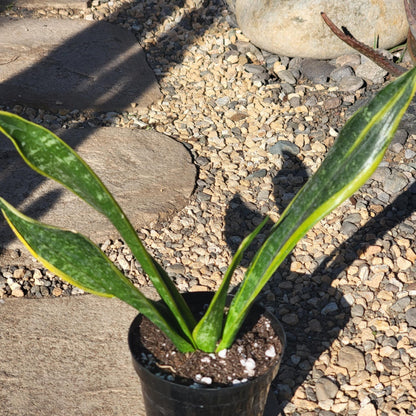 DesertScapeSucculent House Plant 4" Assorted Sansevieria 'Flame' Snake Plant