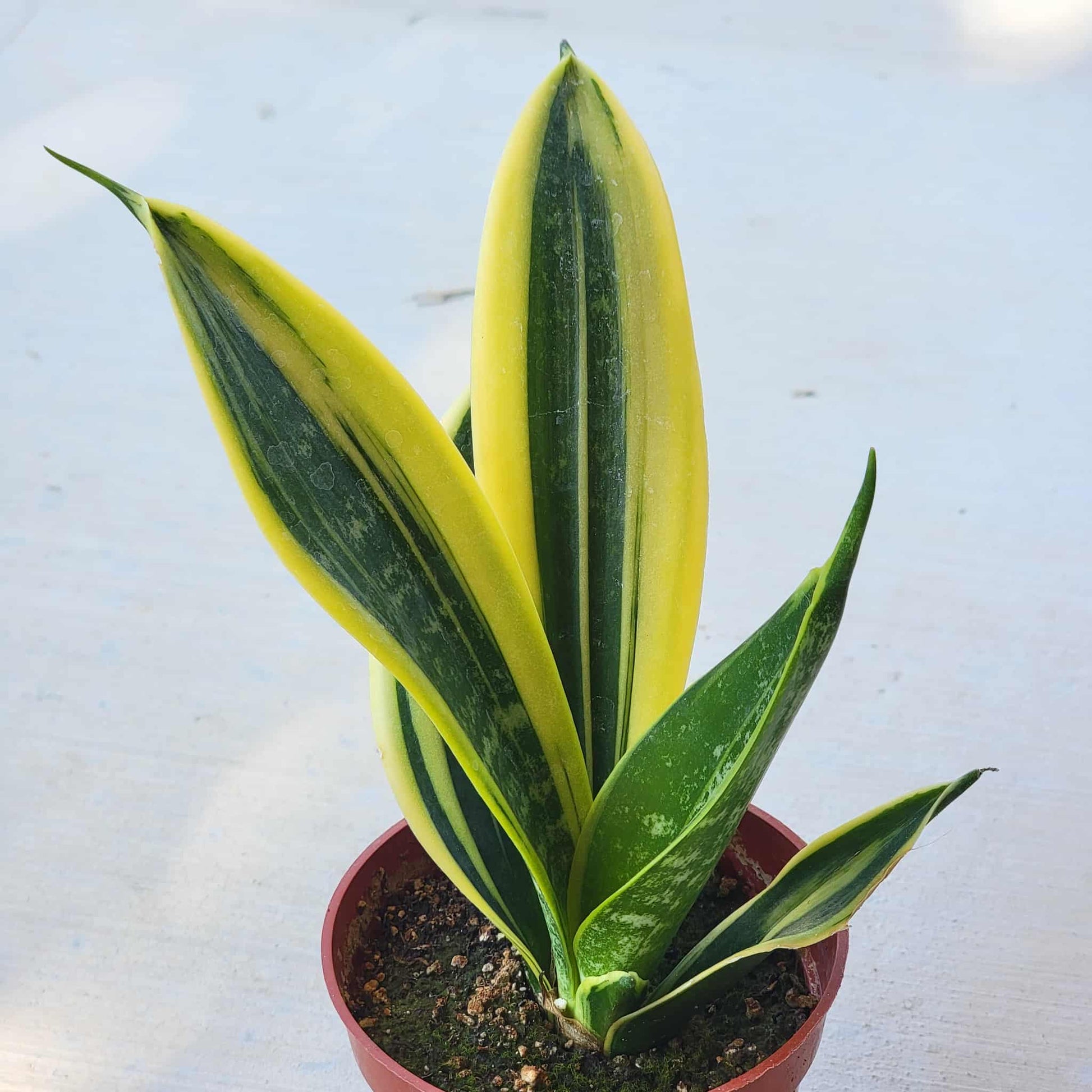 Sansevieria 'Flame' Snake Plant - 4 Inch Assorted - House Plant - DesertScapeSucculent