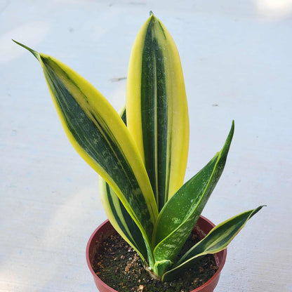 Sansevieria 'Flame' Snake Plant - 4 Inch Assorted - House Plant - DesertScapeSucculent