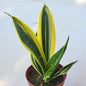 Sansevieria 'Flame' Snake Plant - 4 Inch Assorted - House Plant - DesertScapeSucculent