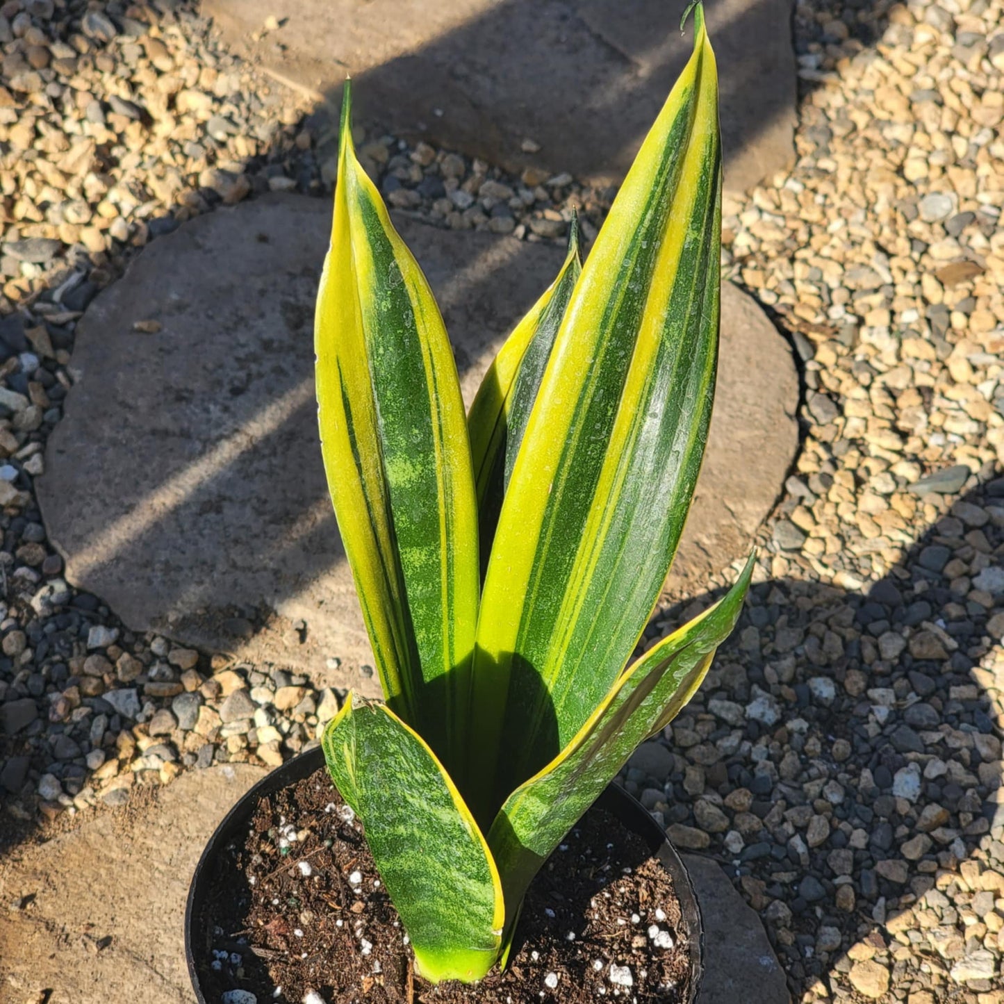 DesertScapeSucculent House Plant 6" Assorted Sansevieria 'Flame' Snake Plant