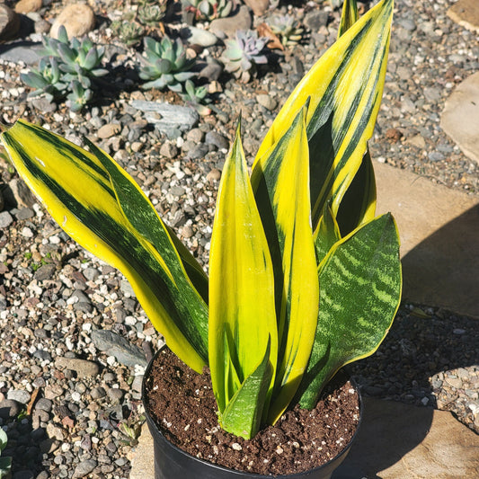 DesertScapeSucculent House Plant 6" Cluster Assorted Sansevieria 'Flame' Snake Plant