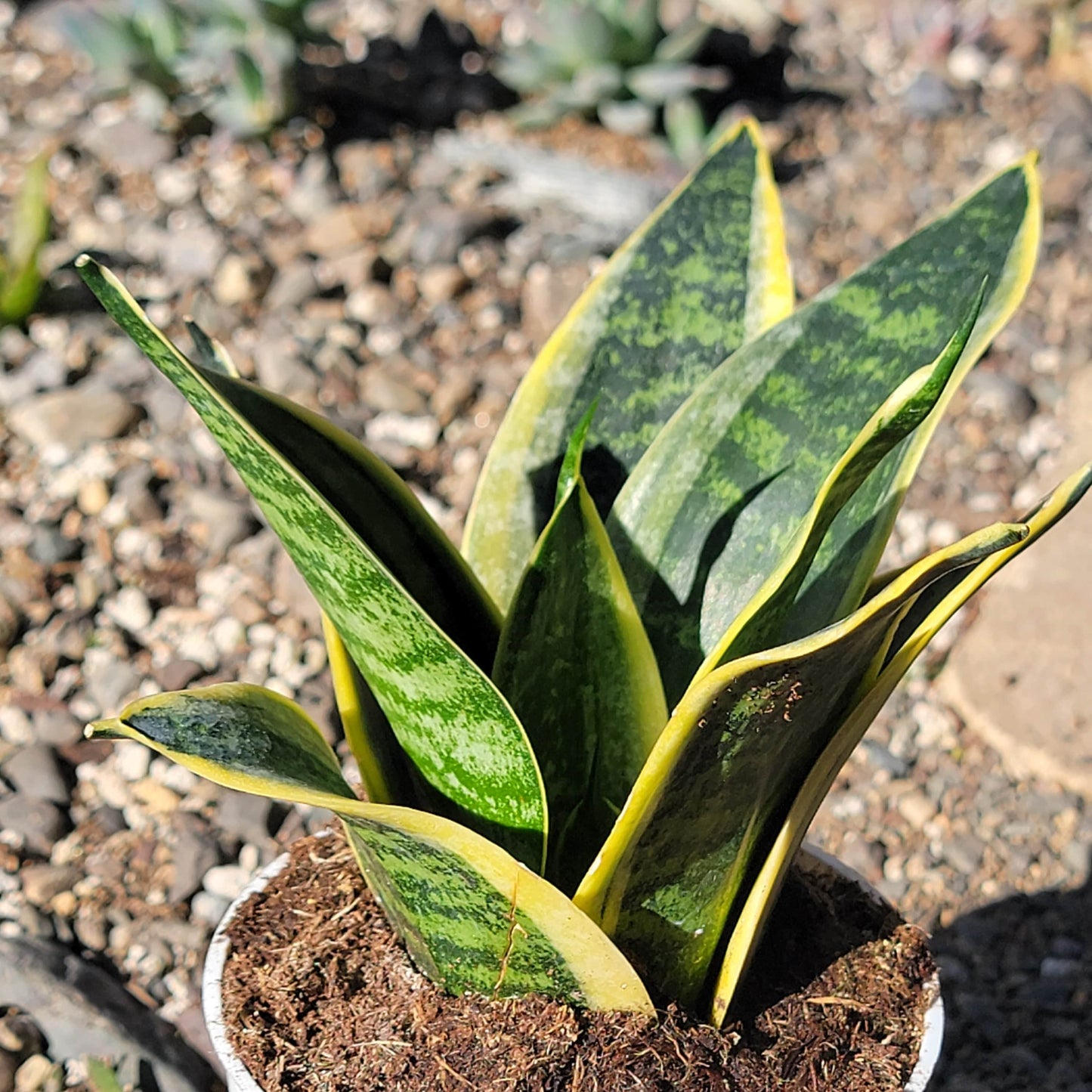 DesertScapeSucculent House Plant 4" Assorted Sansevieria hahnii 'Ocean Star'