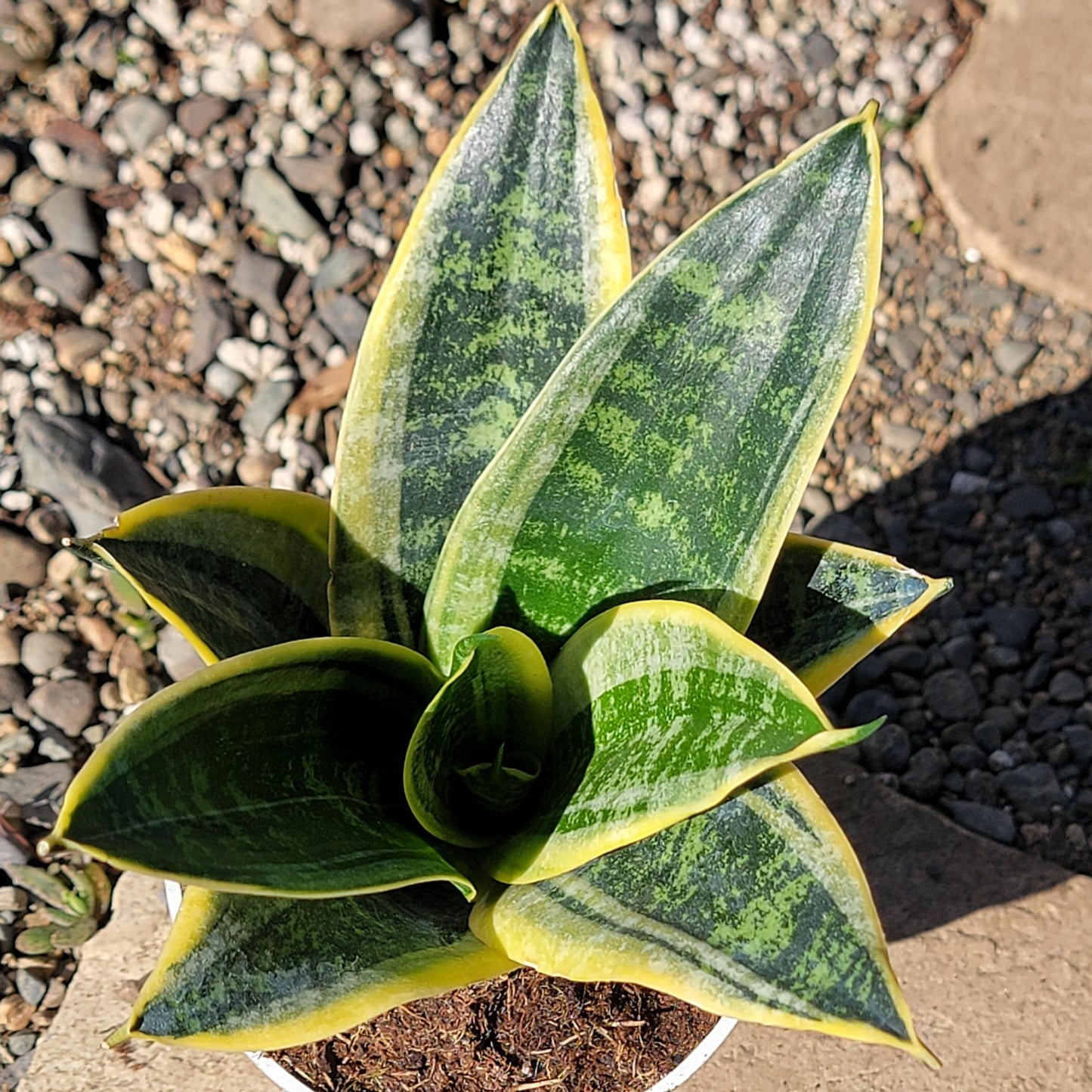 DesertScapeSucculent House Plant 4" Assorted Sansevieria hahnii 'Ocean Star'